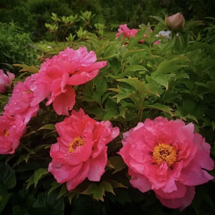 Burning Colors Eve Tree Peony 3G