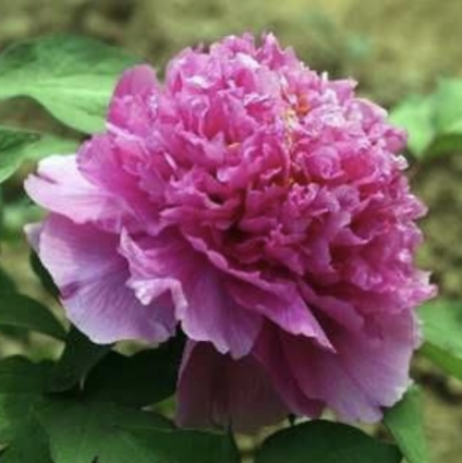 Colorful Painting Tree Peony 3G