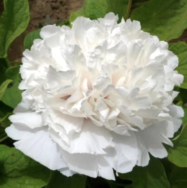 Snowy Pagoda Tree Peony 3G