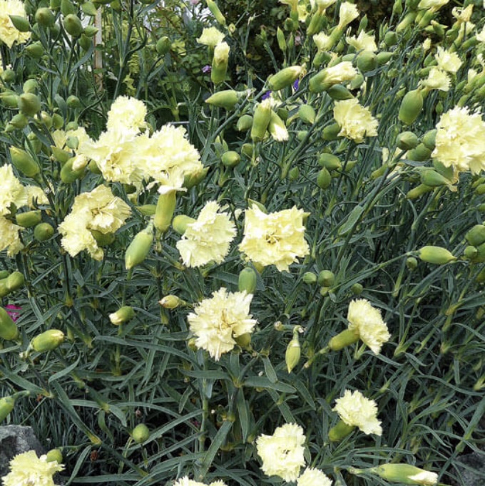 Hello Yellow Dianthus 1G