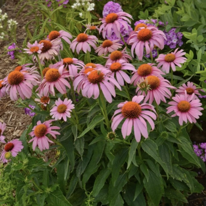 Prairie Splendor Echinacea 1G
