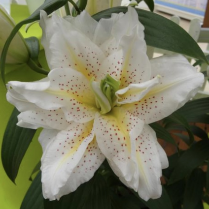 Sita Oriental Lily 1G