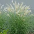 Adagio Dwarf Silver Grass 3-5G  