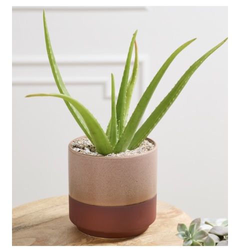 Gavin Pink Pot 6.5" x 6.5"