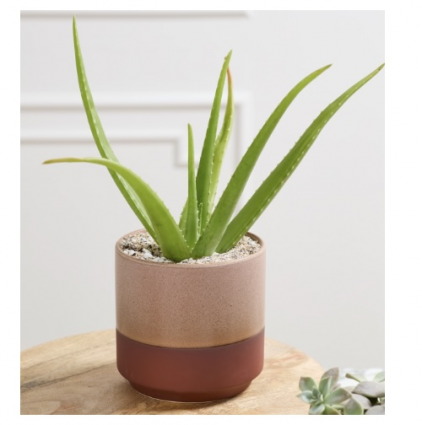 Gavin Pink Pot 6.5" x 6.5"