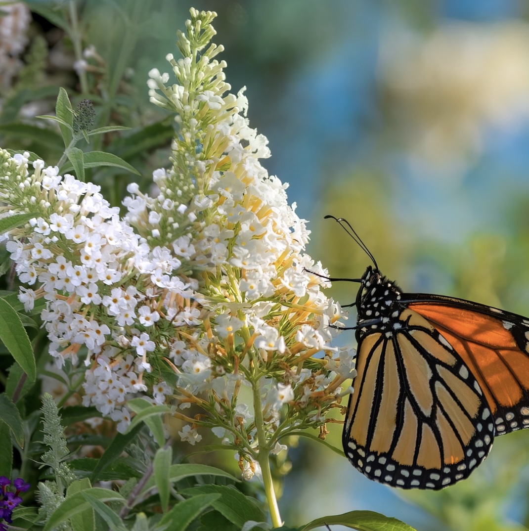 Dapper White Butterfly Bush 3-5G