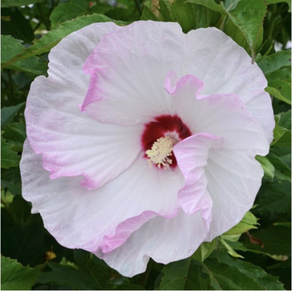 Summerific&reg; 'Ballet Slippers' Rose Mallow Hibiscus hybrid 3G