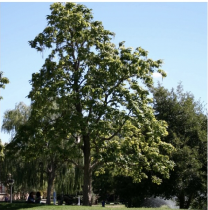 Catalpa  7G