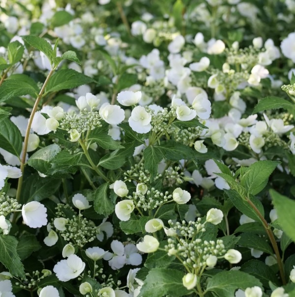 Fairytrail Bride&reg; Cascade Hydrangea 2G