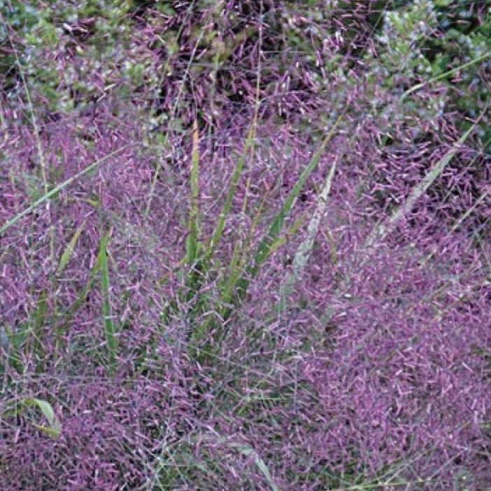 Eragrostis spectabilis Purple Love Grass 1G