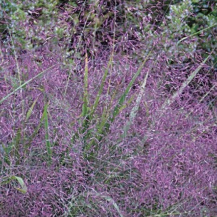Eragrostis spectabilis Purple Love Grass 1G