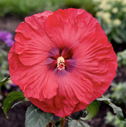 Summerific&reg; 'Valentine's Crush' 3G