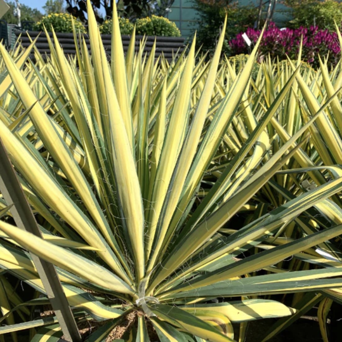 Color Guard Yucca 1G