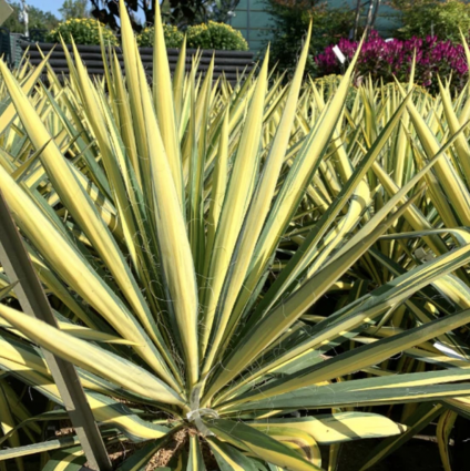 Color Guard Yucca 1G