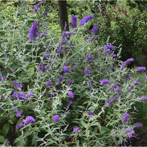 Groovy Grape Butterfly Bush 2G
