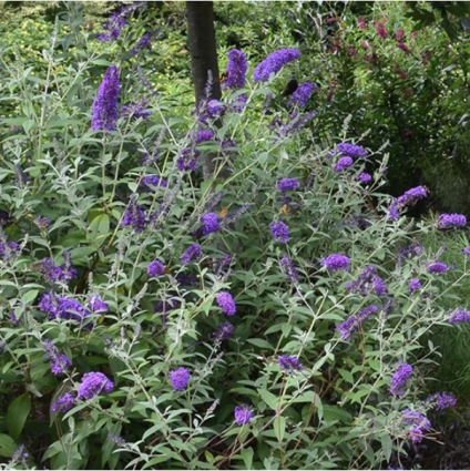 Groovy Grape Butterfly Bush 2G