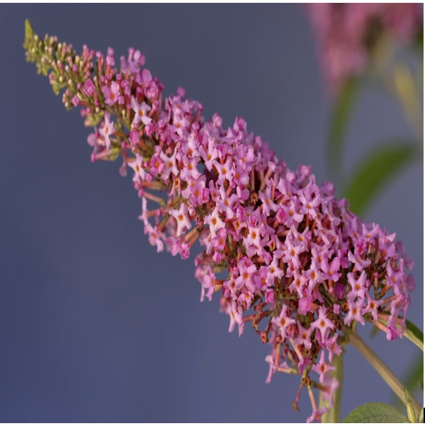 Trippy Pink Butterfly Bush 2G