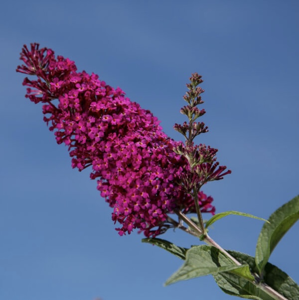 Funky Fuchsia Butterfly Bush 2G