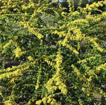Fireworks Solidago 1G