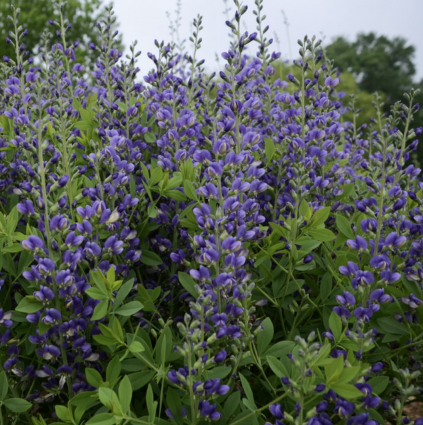 Blueberry Sundae Baptisia 1G