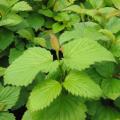 VIBURNUM, PINK DAWN 3-5 GALLON