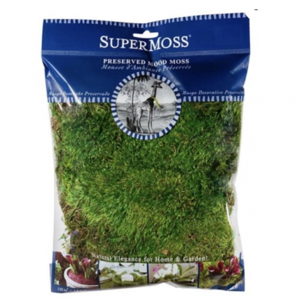 Mood Moss Preserved