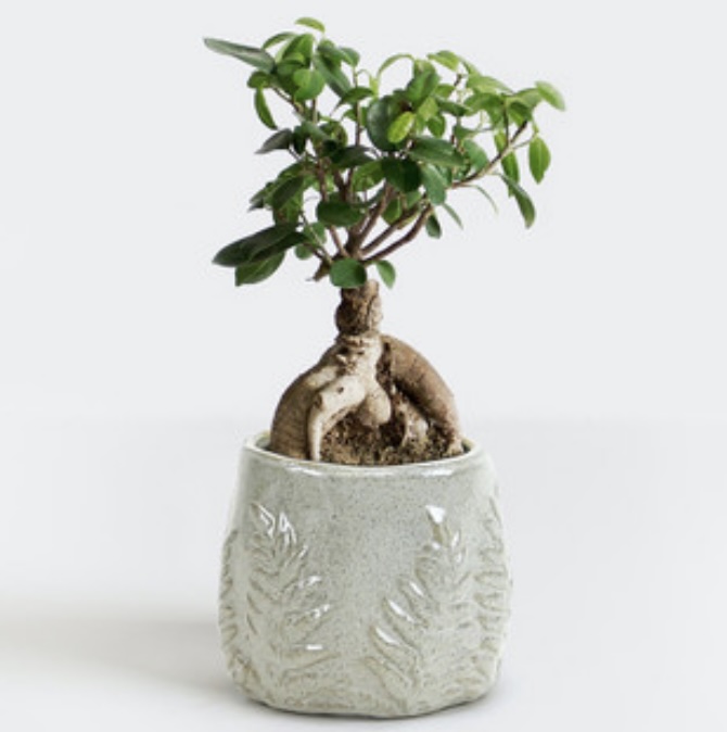 Fern Print Beige Bowl 4.7"