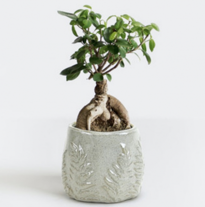 Fern Print Beige Bowl 4.7"
