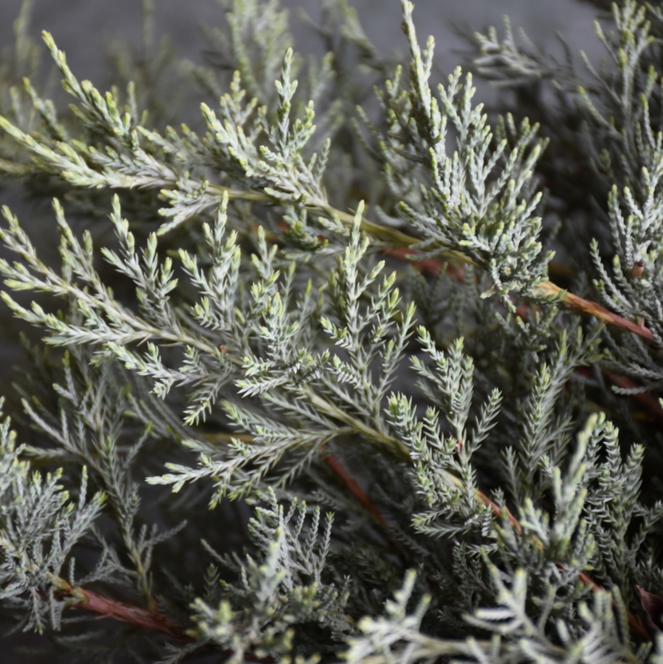 Grey Guardian Juniper 3-5G