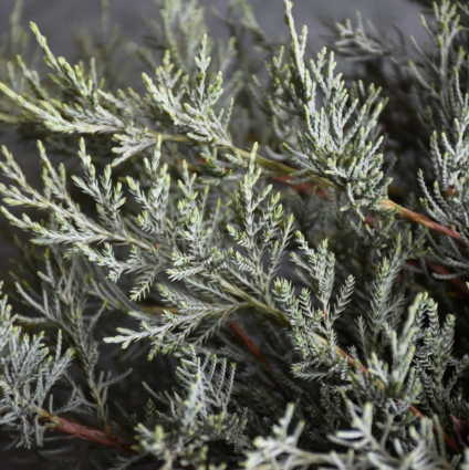 Grey Guardian Juniper 3-5G