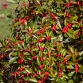 Red Sprite Winterberry Holly 3-5G