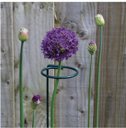 Blossom Support 24" With 2" Loop