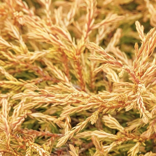 Golden Tuffet Arborvitae 3-5G