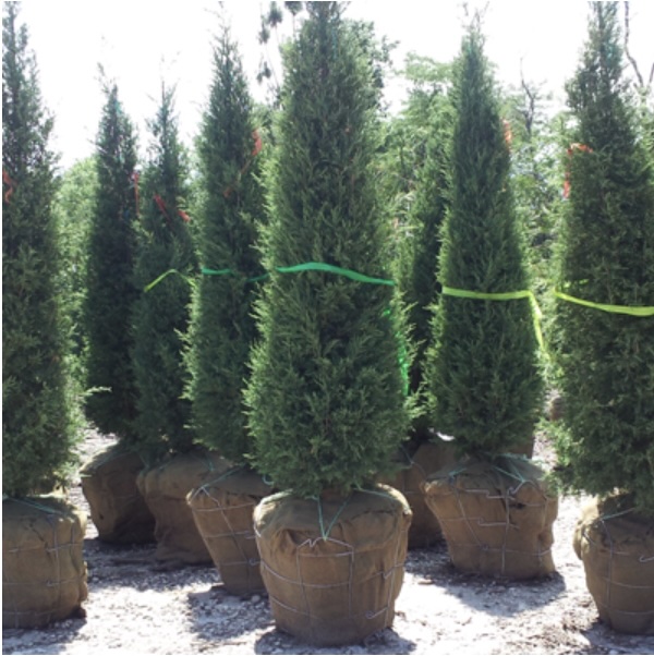Taylor Juniper 5G
