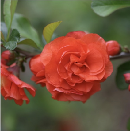 Double Take Orange Quince 3-5G