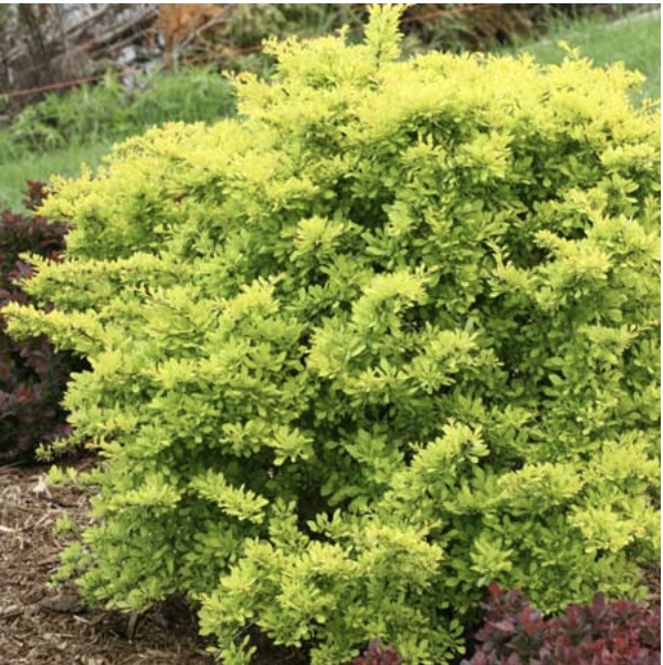 Sunjoy Citrus Barberry 2G