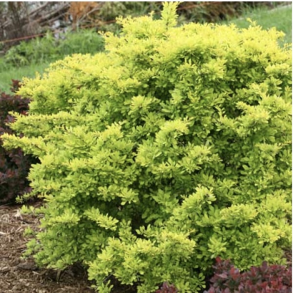 Sunjoy Citrus Barberry 2G