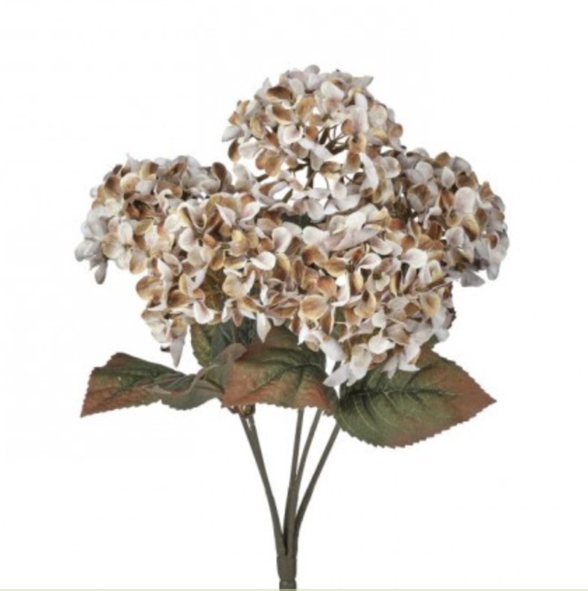 Latte Mini Hydrangea Bush 17"