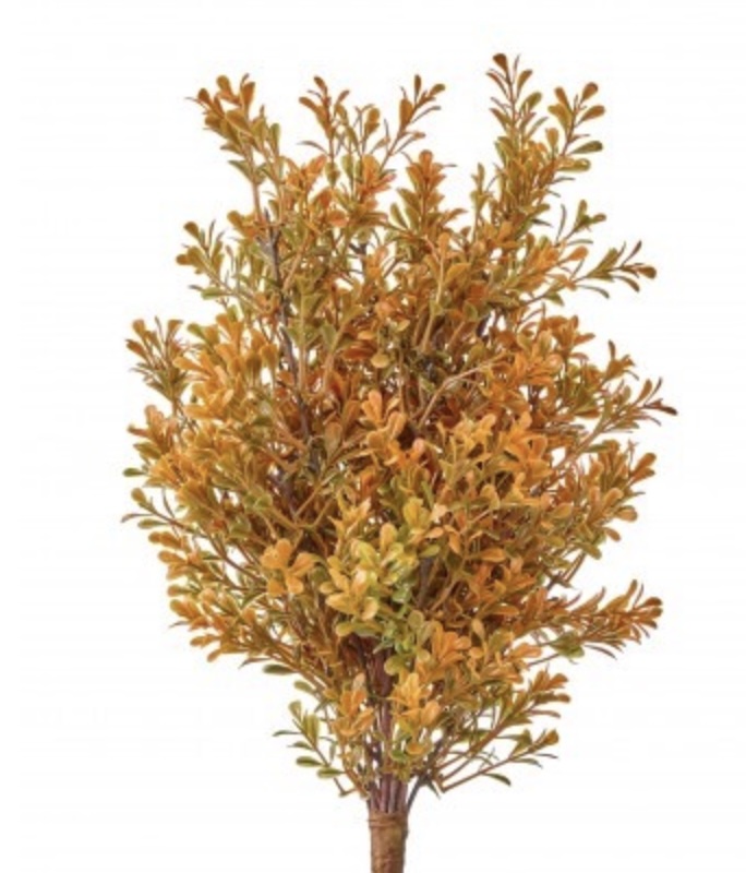 Orange Boxwood Bush 17"