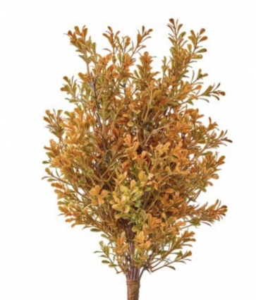 Orange Boxwood Bush 17"