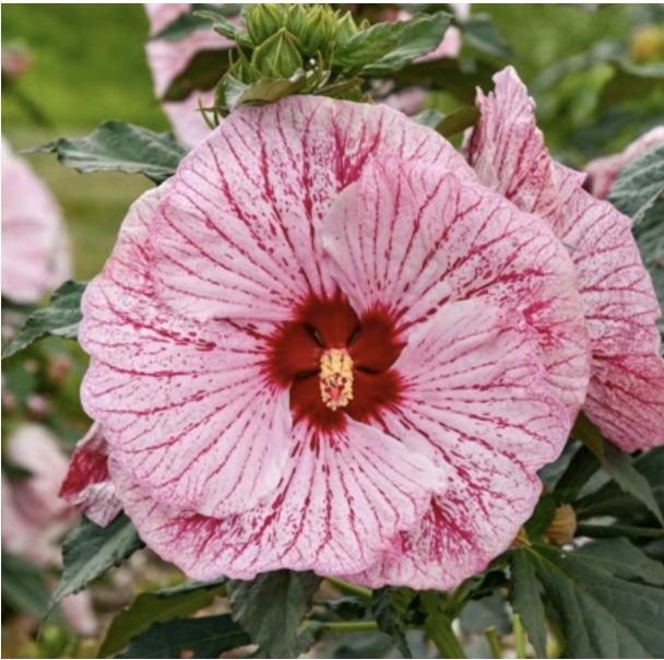 Glitter Bomb Hardy Hibiscus 2G