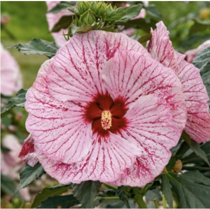 Glitter Bomb Hardy Hibiscus 2G