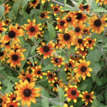 Prairie Glow Rudbeckia 1G