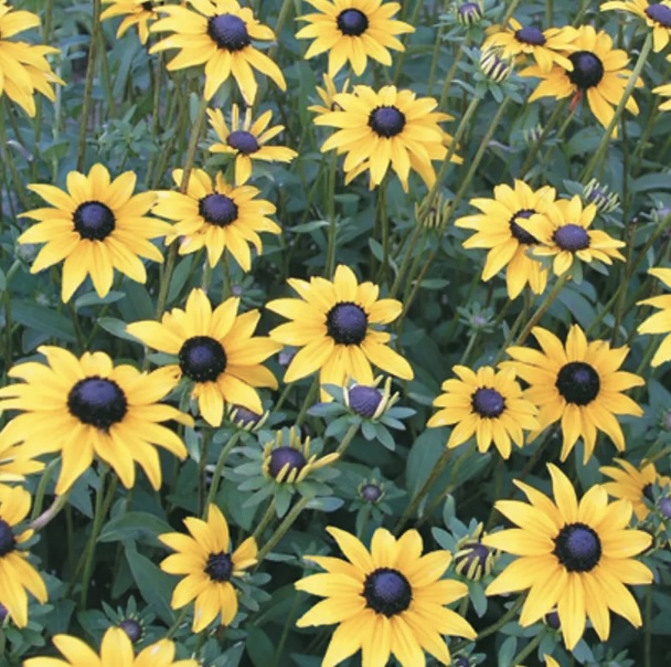 Viette's Little Suzy Rudbeckia 1G
