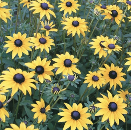 Viette's Little Suzy Rudbeckia 1G