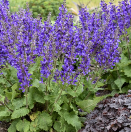 Dark Sky Salvia 2G