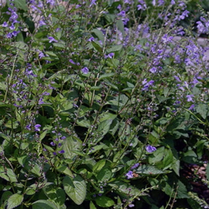 Appalachian Blues Scutellaria 1G
