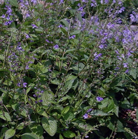 SCUTELLARIA/SKULLCAP