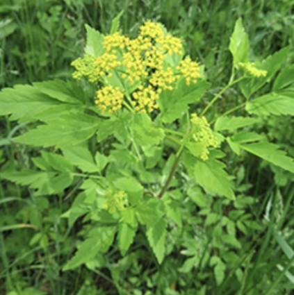  Zizia Aurea 1G