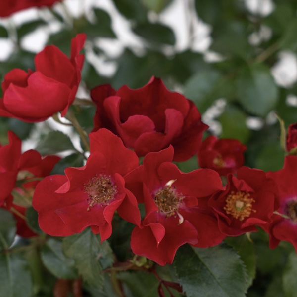Scarlet Drift Rose 2G
